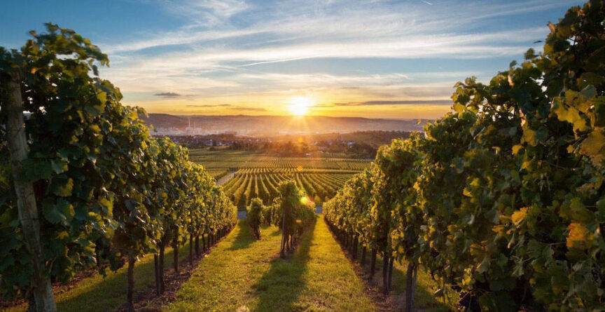 Best Half Day Kelowna Wine Tour 1 Best Half Day Kelowna Wine Tour