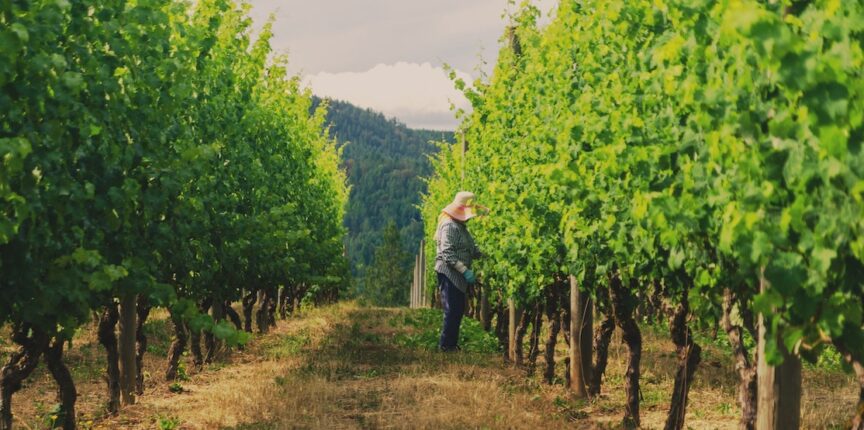 Top Wineries Of Vancouver Island 1 Top Wineries Of Vancouver Island