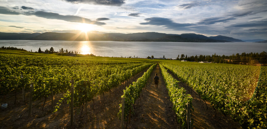 5 Budget Friendly Kelowna Wineries